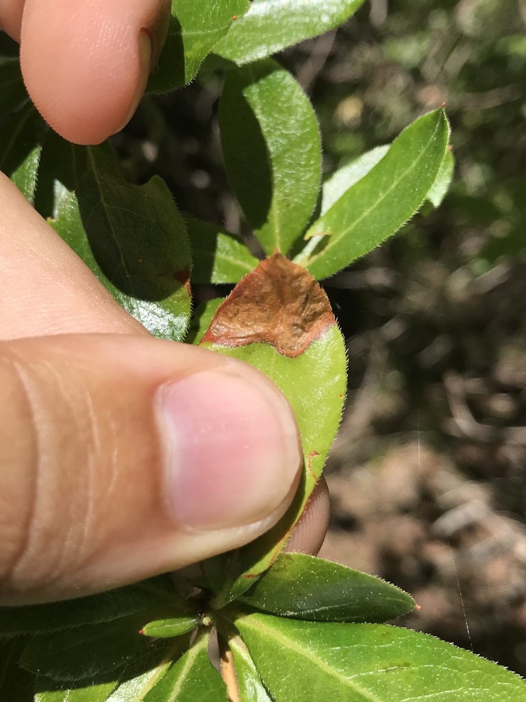 Lyonetia ledi