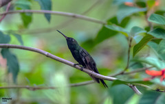 Riccordia swainsonii