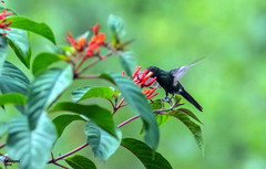 Riccordia swainsonii