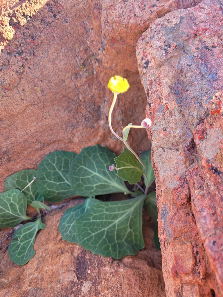 Largeleaf Babooncabbage