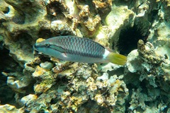 Ringtail Maori Wrasse photo 1
