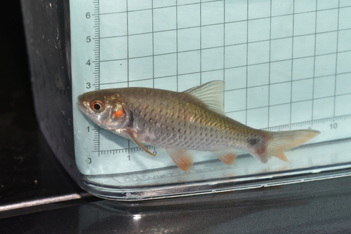 Roodvin-barbeel (Systomus rubripinnis) — Cyprinidae