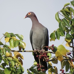 Patagioenas squamosa