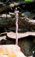 Danhatchia australis