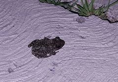 Eleutherodactylus verrucipes