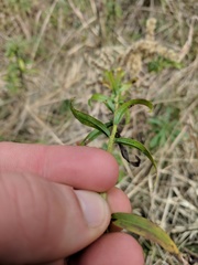 Solidago leavenworthii