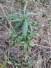 Solidago leavenworthii