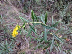 Solidago leavenworthii