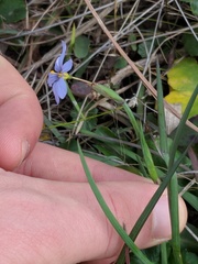 Sisyrinchium nashii