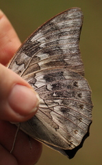 Archaeoprepona demophoon