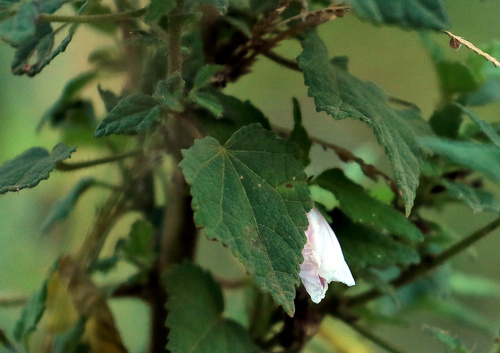 Image of Pavonia columella by (c) Wynand Uys, some rights reserved (CC BY)