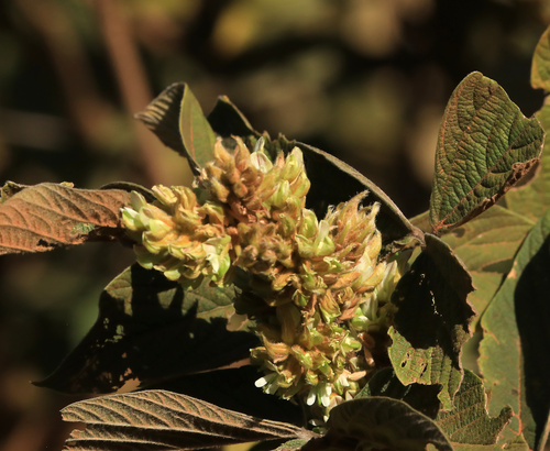 Image of Flemingia grahamiana by (c) Wynand Uys, some rights reserved (CC BY)