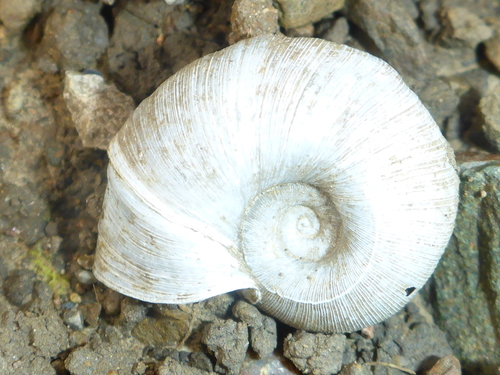 Marsh Ramshorn, Pleasanton Ridge Regional Park, Alameda, California, United States, photo 8 of 10