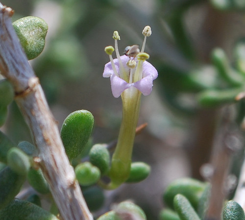 Lycium andersonii var. andersonii