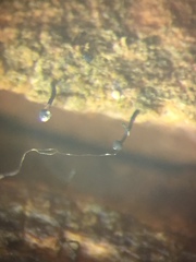 Mycocalicium subtile