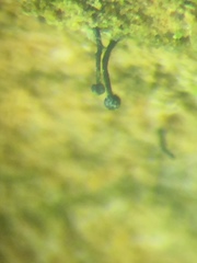 Mycocalicium subtile