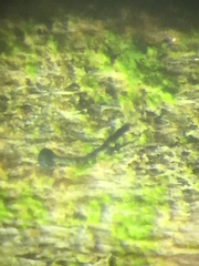 Mycocalicium subtile