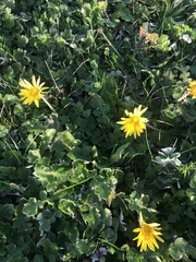 Arctotheca prostrata