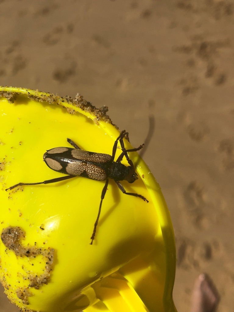Phoracantha mitchelli