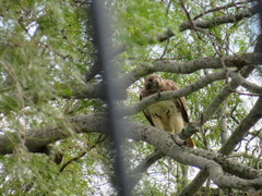 Buteo jamaicensis