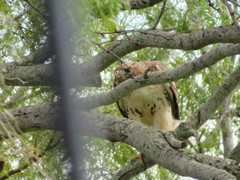 Buteo jamaicensis