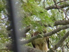 Buteo jamaicensis
