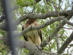 Buteo jamaicensis