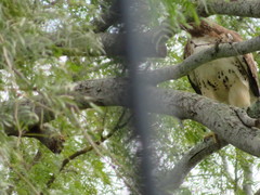 Buteo jamaicensis