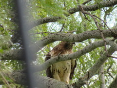 Buteo jamaicensis