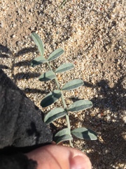 Astragalus aridus