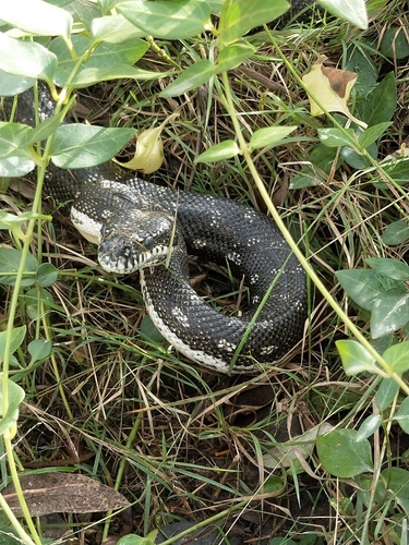 Carpet Python sighting
