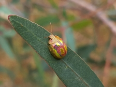 Paropsisterna nobilitata