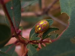 Paropsisterna nobilitata