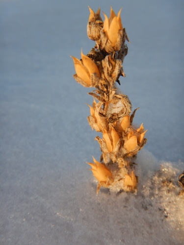 Gorman's Beardtongue