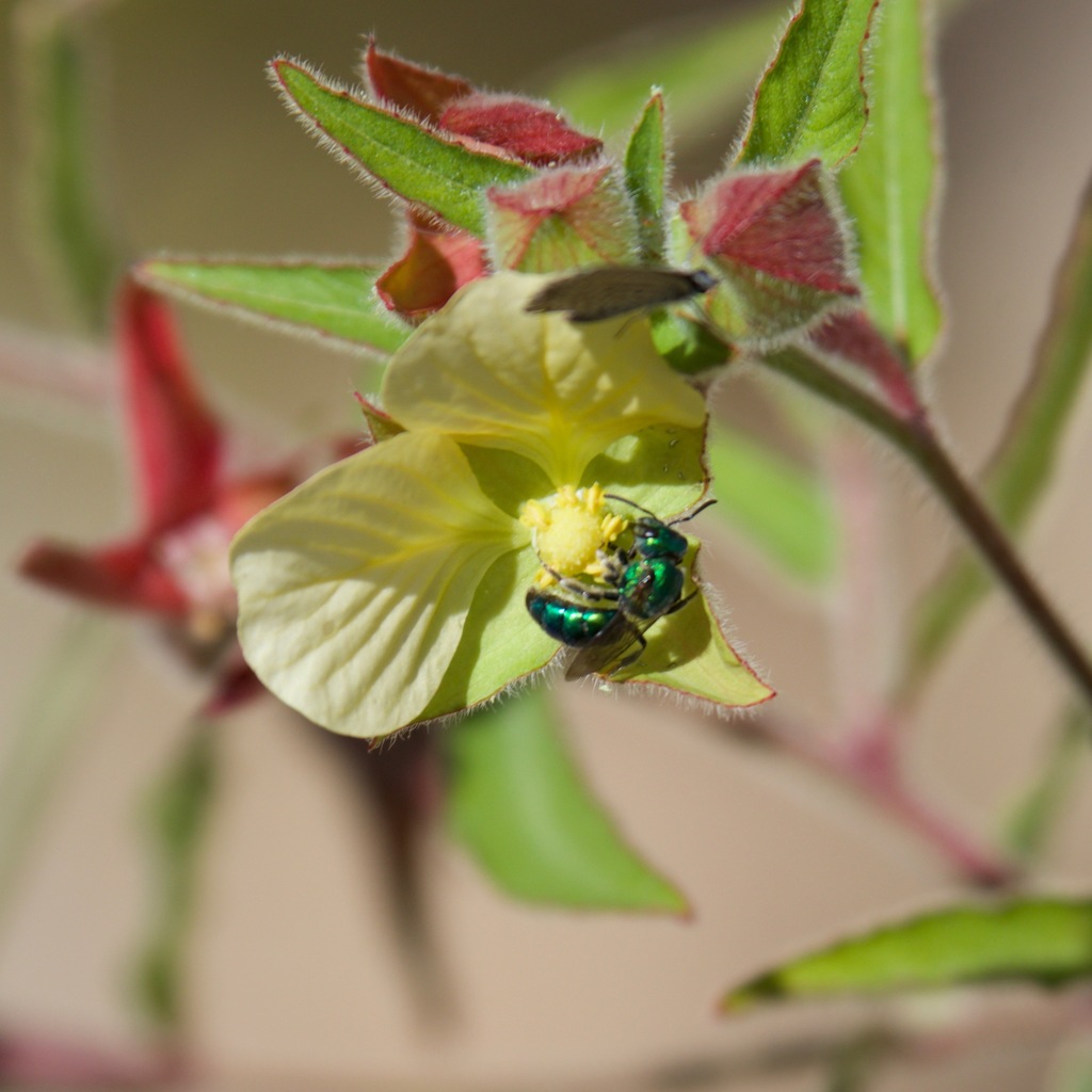 Augochlora transversalis