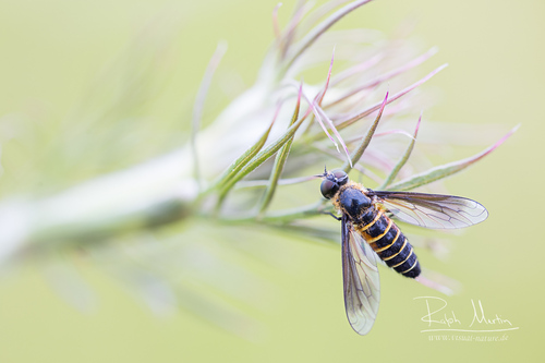 Lomatia lateralis nuotrauka