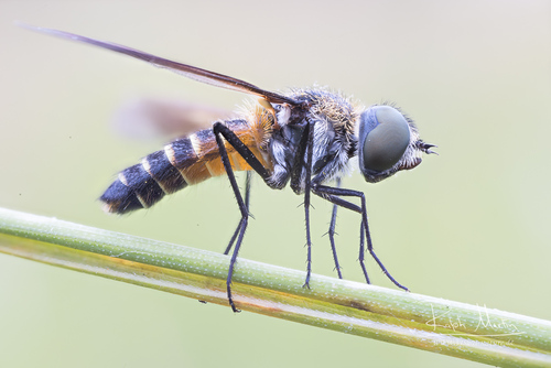 Lomatia lateralis nuotrauka