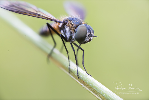 Lomatia lateralis nuotrauka