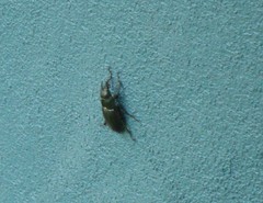 Lucanus placidus