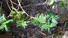 Pimelea tomentosa