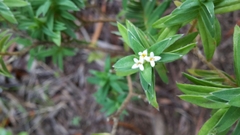 Pimelea tomentosa