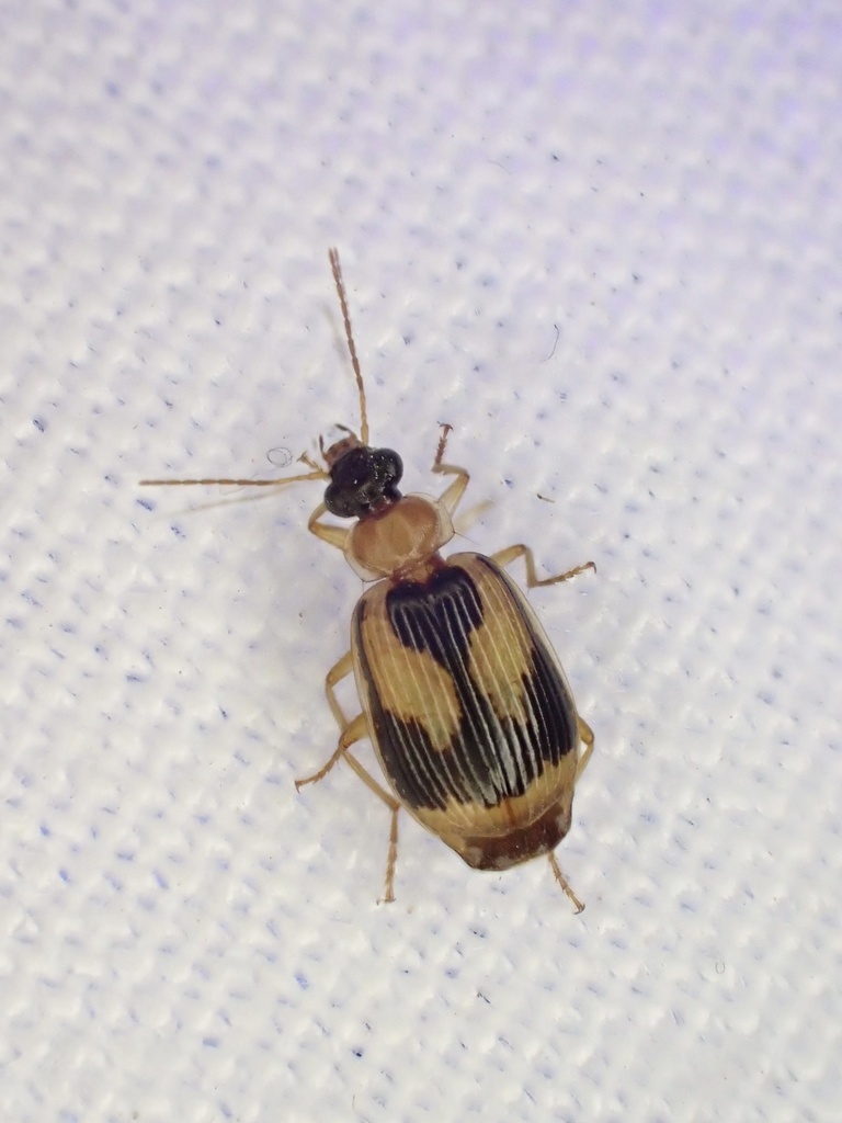 Lebia scalpta