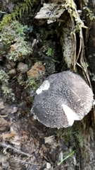Amanita nehuta image