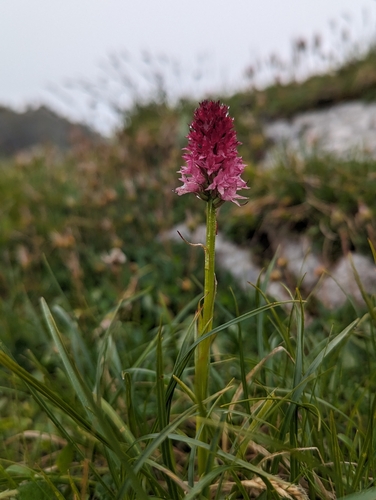 Image of Bicolor Fragrant Orchid (Gymnadenia bicolor) by (c) Elias, some rights reserved (CC BY)