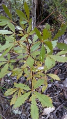 Pseudopanax discolor