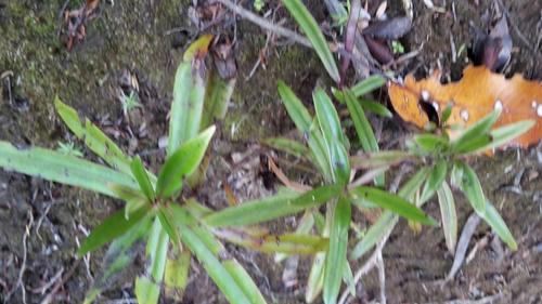 Veronica macrocarpa, photograph 2