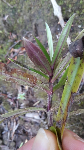 Veronica macrocarpa, photograph 3