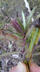 Veronica macrocarpa, photograph naturewatchwidow, CC BY, iNaturalist via GBIF
