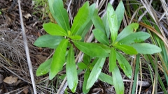 Brachyglottis kirkii