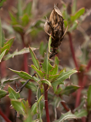 Blepharis subvolubilis image